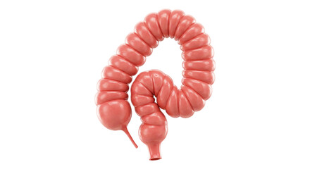 Intestine Anatomy Illustration: A detailed medical illustration of a human intestine, showcasing its intricate structure.