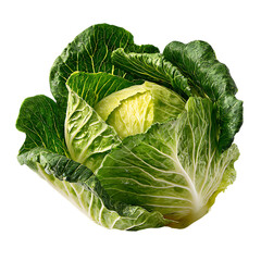 sour cabbage on transparent background