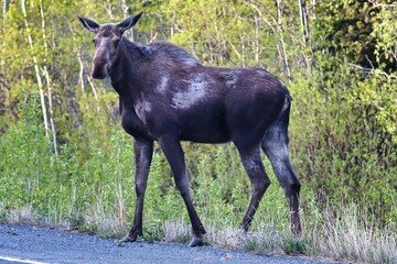 Yukon Territories, Canada