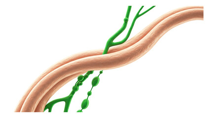 Medical Representation of Human Lymphatic System: A detailed, artistic representation of the lymphatic system showcasing the intricacies and complexity of its essential function for good health.