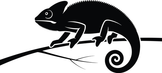 Black chameleon perched on a branch reptile white