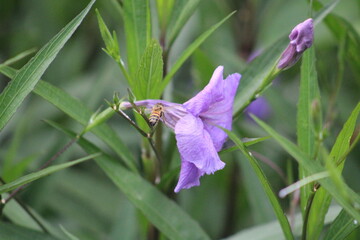 Purple Flower