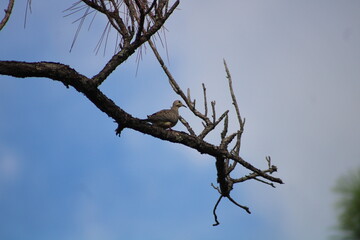 Bird in a Tree