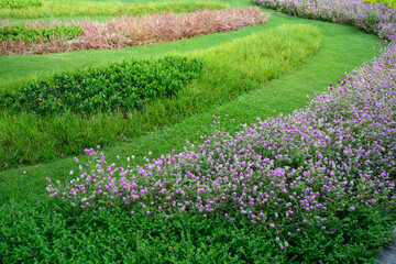 Flowering plants for the garden