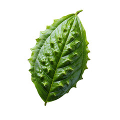 soursop leaf on transparent background