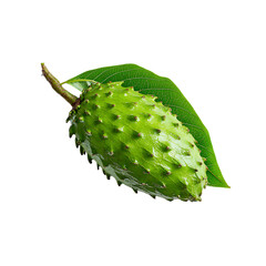 soursop leaf on transparent background
