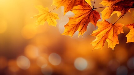 Golden autumn maple leaves illuminated by warm sunlight with soft bokeh background