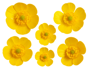 Buttercup Flower Set in Multiple Viewing Angles, isolated on a transparent background