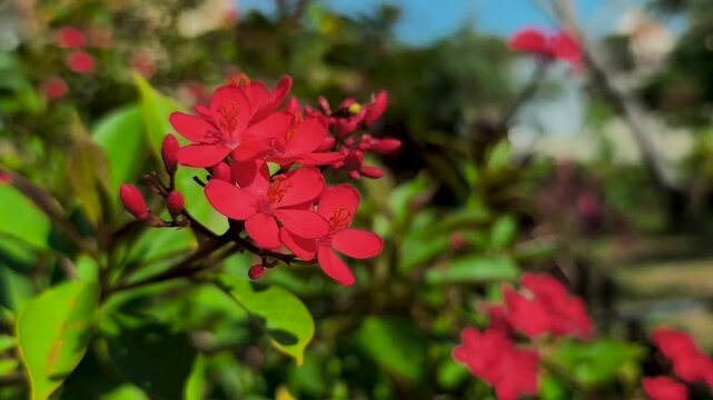 The Jatropha integerrima flower is commonly known by the name peregrina or spicy jatropha,