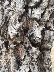 bark of tree, nature, flora and bark