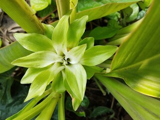Obraz premium Turmeric flower (Curcuma longa) in outdoor garden 