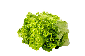 fresh green lettuce head isolated on white background.