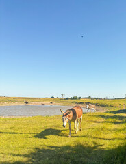 Donkey at sunset