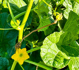 Wheat stem caught in cantelope vine
