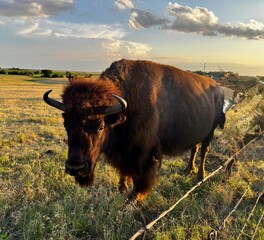 Bison at sunset