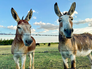 Donkey at sunset
