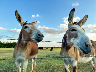 Donkey at sunset