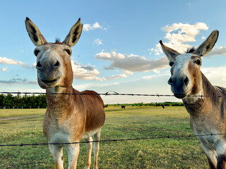Donkey at sunset