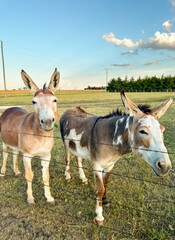 Donkey at sunset