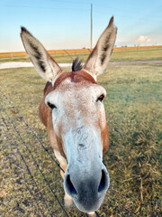 Donkey at sunset