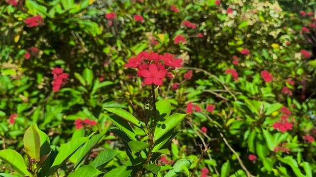 The Jatropha integerrima flower is commonly known by the name peregrina or spicy jatropha,
