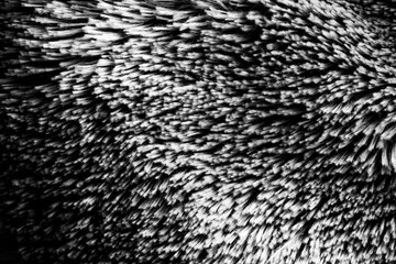 Abstract Black and White Texture with Flowing Lines of Light and Shadow