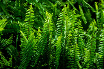 Lush Green Fern Leaves Vibrant Natural Background Texture