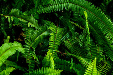 Lush Green Fern Leaves Textured Background for Nature and Garden Use