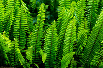 Lush Green Fern Leaves in Natural Environment Enhancing Organic Vibe