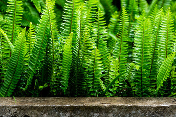 Lush Green Ferns Growing Along a Stone Wall in Natural Environment