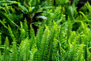 Lush Green Ferns Growing Vibrantly in a Natural Outdoor Environment