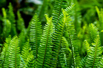 Lush Green Fern Leaves in Vibrant Natural Habitat