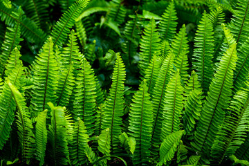 Lush Green Fern Leaves Creating a Vibrant and Textured Background
