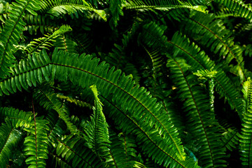 Vibrant Green Fern Leaves in a Lush Forest Background