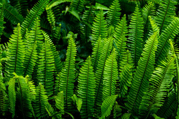 Lush Green Ferns in Natural Habitat with Vibrant Leaf Patterns