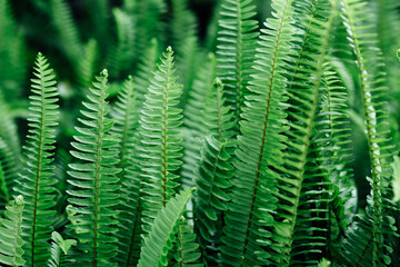 Lush Green Ferns in a Natural Outdoor Environment