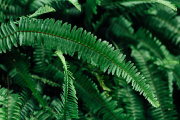 Lush Green Fern Leaves with Vibrant Texture in Natural Environment