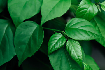 Lush Green Leaves Close-Up with Rich Textures and Vibrant Colors