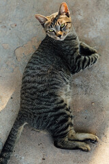 Playful Tabby Cat Relaxing on Concrete Surface in Natural Light