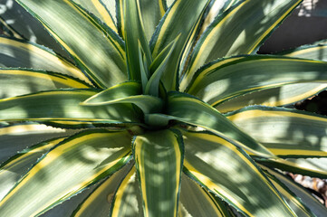 Cropped shot view of beautiful leaves and spines of Agave desmettiana 'Joe Hoak'. Agave plants are popular for landscaping.