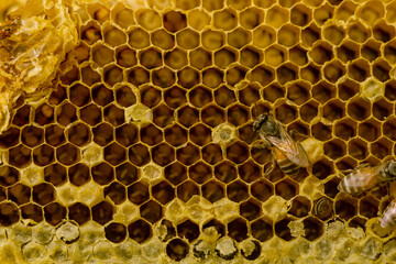 Close-Up of Honeycomb with Bees in Natural Beehive Environment