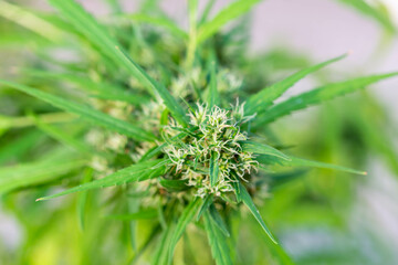 Green Cannabis Plant Close-Up with Detailed Leaves and Buds
