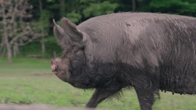 Free-range white pig playing in the mud on a sunny day &ndash; Natural farming scene (4K_24fps)