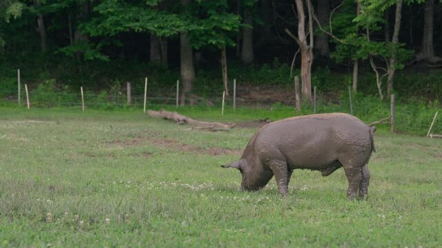 Free-range pigs wallowing in wet soil for natural cooling in Japan &ndash; (4K_24fps)