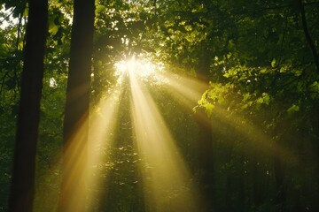 Obraz premium Sunlight streaming through trees creates a beautiful forest ambiance during golden hour, sunlight cross or trough on forest tree Photo footage