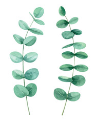 Watercolor Eucalyptus Leaves. Hand-Painted Botanical Vector Illustration Isolated on White