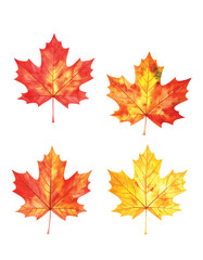 Obraz premium Vector Set of Colorful Hand-Painted Autumn Maple Leaves. Watercolor Illustration