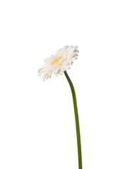 white gerbera daisy on white background