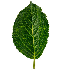 hydrangea leaf isolated on white background