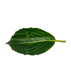 Obraz premium hydrangea leaf isolated on white background